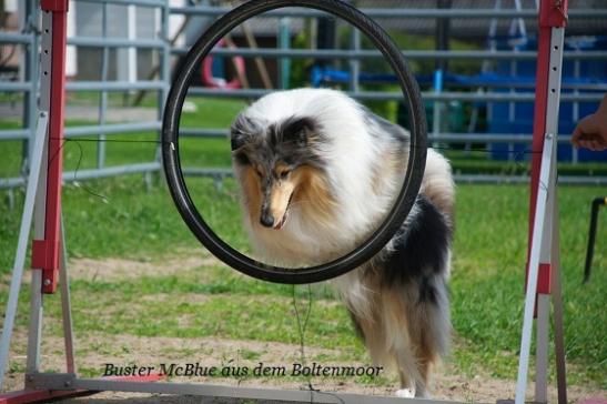 Buster McBlue aus dem Boltenmoor - Sporthund