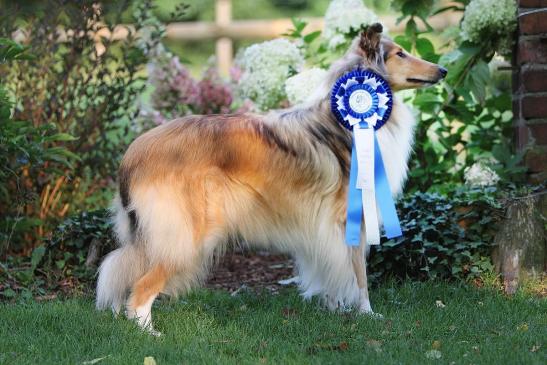 German Winner Gelsenkirchen Bella erhält ihr erstes CAC