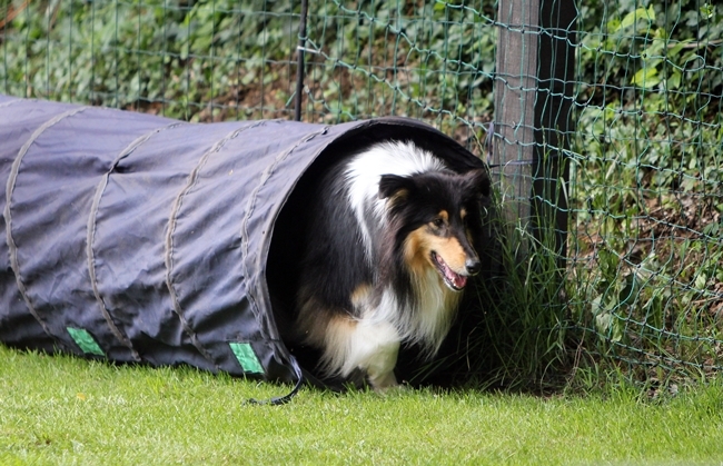 der sportliche Teil - der Parcour