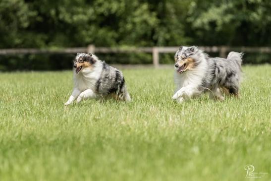 Irinchen und Freddy sind Halbgeschwister - Baylee ist die Mutter von beiden