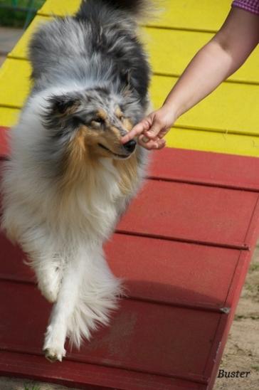 Buster McBlue aus dem Boltenmoor - Sporthund