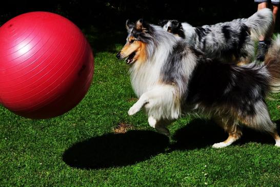 Buster und seine Nichte Irinchen treiben den Ball voran