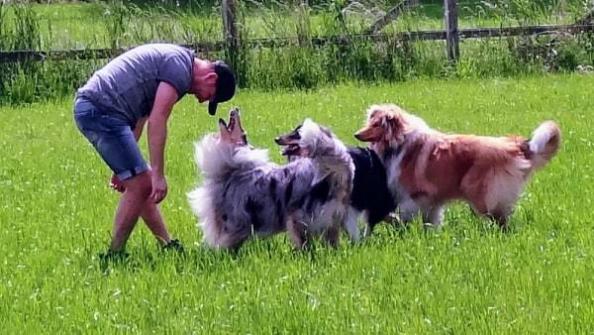 Der Collie Dompteur Fang das Cappi Chappie ...