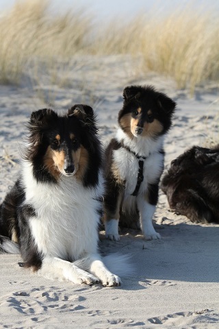 Frühjahr 2015 - mit ihrer Halbschwester Cathy in Schillig am Nordseestrand