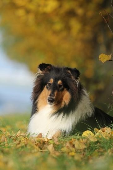 Herbst 2015