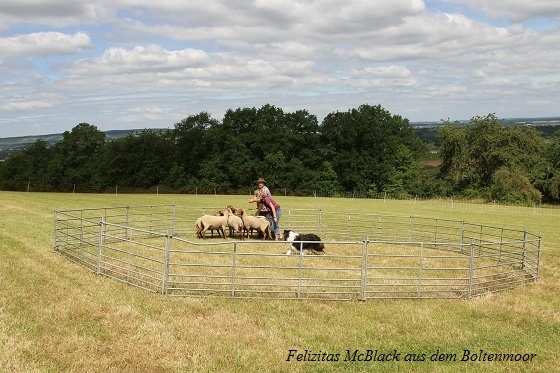 Felzitas McBlack aus dem Boltenmoor - Hütehund
