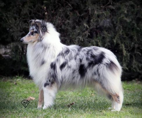 One Blu Legend Di Cambiano - Blommaenkel - (Vater ist Ch. Steadwyn Blue Legend, Mutter ist Ch. Hit Parade Blu Di Cambiano)