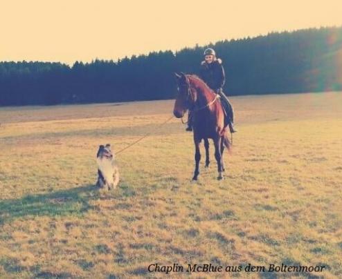 Chaplin McBlue aus dem Boltenmoor - Reitbegleitung