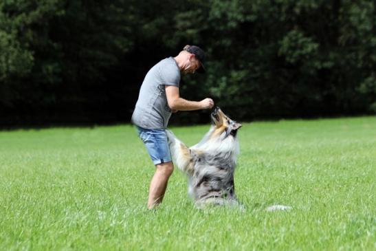 Der Collie Dompteur mit Chaplin